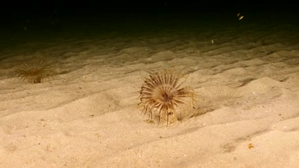 Plan nocturne de l'anémone tubulaire baguée sur fond sablonneux dans la mer des Caraïbes, Curaçao — Video