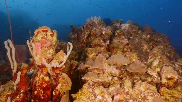 Paesaggio marino con vari pesci, corallo e spugna nella barriera corallina del Mar dei Caraibi, Curacao — Video Stock