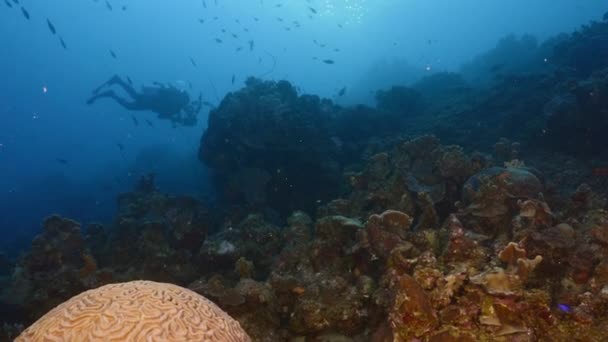 Морской пейзаж с различными видами рыб, кораллов и губок в коралловом рифе Карибского моря, Кюрасао — стоковое видео