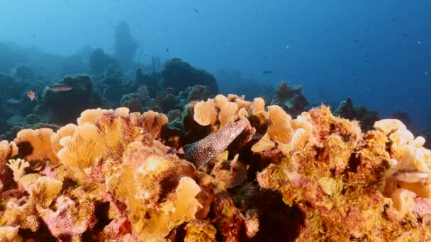库拉索岛加勒比海珊瑚礁中的斑点莫雷鳗鱼 — 图库视频影像