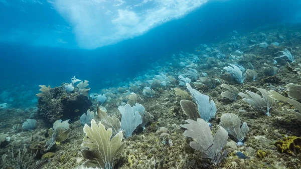 Θαλάσσιο Τοπίο Μεγάλη Περιοχή Της Γοργονίας Coral Κοραλλιογενή Ύφαλο Της — Φωτογραφία Αρχείου