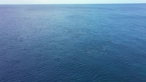 Vista aérea de la Escuela de Delfines nadando en el Mar Caribe alrededor de Curazao — Vídeo de stock