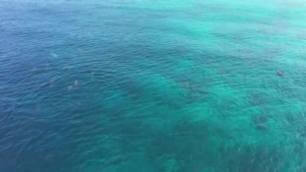Luchtfoto van School of Dolfijnen zwemmen in Caribische Zee rond Curacao — Stockvideo