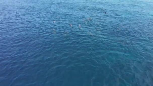 Vista aérea da Escola de Golfinhos nadando no Mar do Caribe em torno de Curaçao — Vídeo de Stock