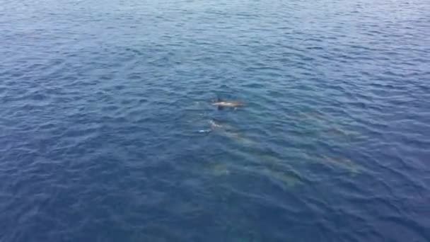 Vista aérea de la Escuela de Delfines nadando en el Mar Caribe alrededor de Curazao — Vídeo de stock