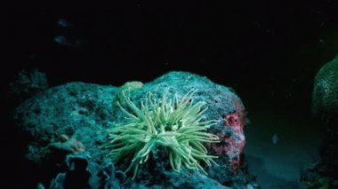 Karayip Denizi 'ndeki mercan resiflerinde floresan mercanlarla ultraviyole ışık altında gece deniz manzarası, Curacao