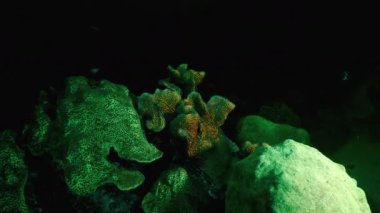 Karayip Denizi 'ndeki mercan resiflerinde floresan mercanlarla ultraviyole ışık altında gece deniz manzarası, Curacao