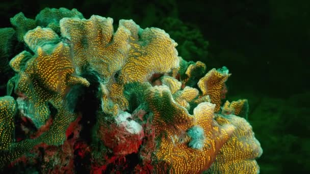 Nacht zeegezicht onder ultraviolet licht met fluorescerend koraal in koraalrif van de Caribische Zee, Curacao — Stockvideo