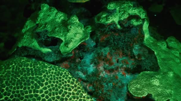 Paisaje marino nocturno bajo luz ultravioleta con coral fluorescente en arrecife de coral del Mar Caribe, Curazao — Vídeo de stock