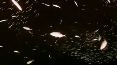 Karayip Denizi 'nin mercan kayalıklarında Bait Ball ve Av Barı Jacks, Curacao