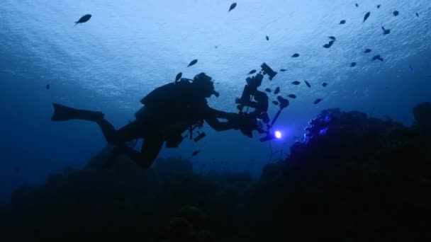 Plongeur professionnel, cinéaste sous-marin filmant tôt le matin avec la lumière ultraviolette dans le récif corallien de la mer des Caraïbes, Curaçao — Video