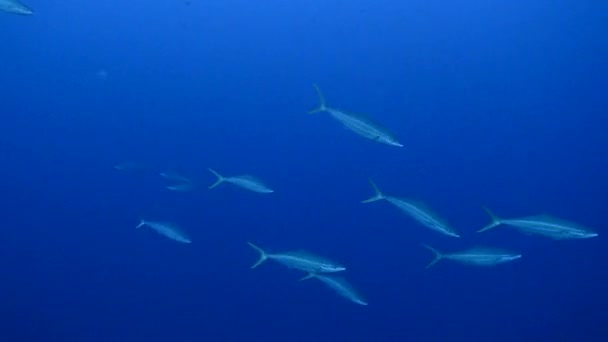 Cero Mackerel, Kingfish in coral reef of Caribbean Sea, Curaçao — Vídeo de Stock