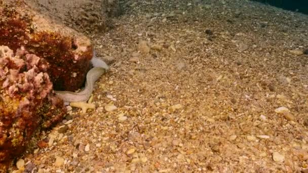 Moray anguila manchada (blanco) en el arrecife de coral del Mar Caribe, Curazao — Vídeos de Stock