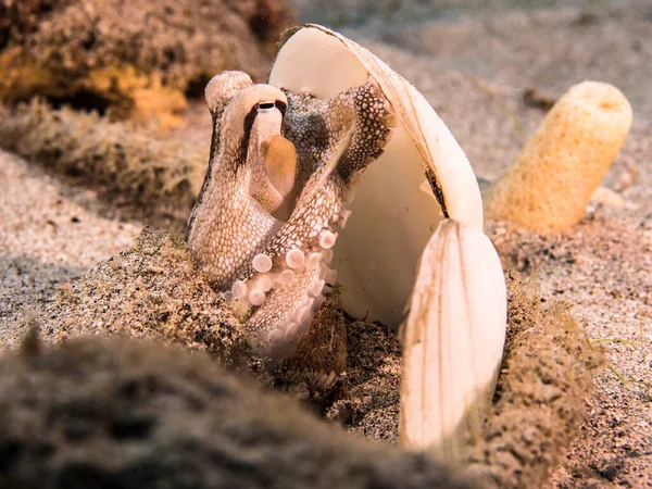 Octopus Juvénile Dans Les Eaux Peu Profondes Récif Corallien Mer — Photo