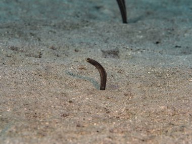 Brown Garden Eel in shallow water of coral reef of Caribbean Sea, Curacao
