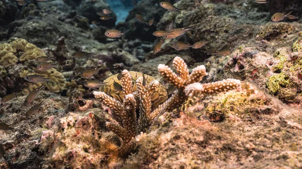 Морской Пейзаж Ювенильным Коралловым Кораллом Стагхорн Губка Коралловом Рифе Карибского — стоковое фото