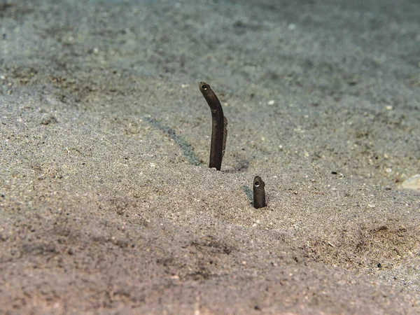 카리브 산호초의 의정원 뱀장어 — 스톡 사진
