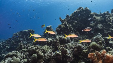 Karayip Denizi 'nin mercan kayalıklarında balık, mercan ve süngerle kaplanmış deniz burnu, Curacao