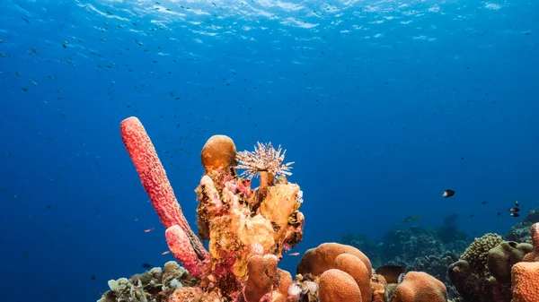 Capa Marinha Com Peixes Corais Esponjas Recifes Corais Mar Caribe — Fotografia de Stock