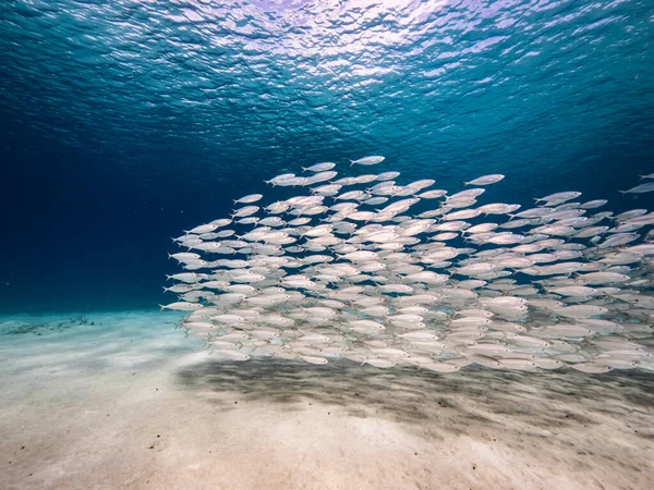 Bait Ball School Vissen Turkoois Water Van Koraalrif Caribische Zee — Stockfoto