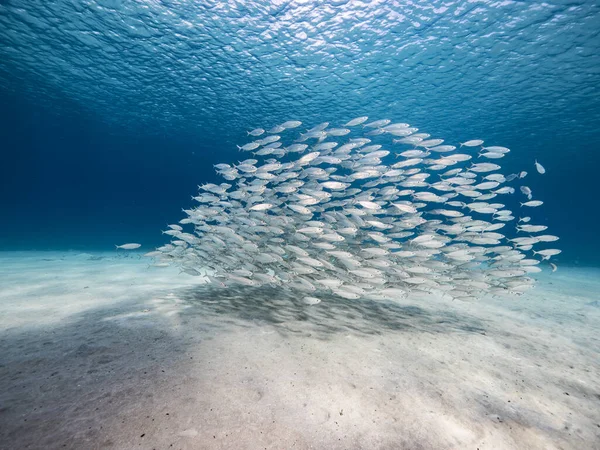 Bait Ball School Fish Turquoise Water Coral Reef Caribbean Sea — Stock Photo, Image