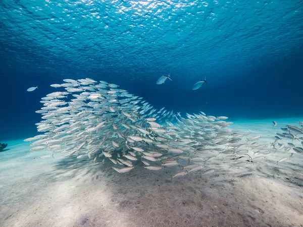 카리브 산호초의 청록색 물고기 비트볼 — 스톡 사진
