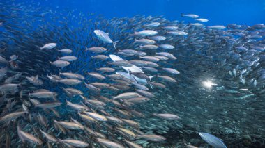 Yem topu, Karayip Denizi 'ndeki mercan resiflerinin turkuaz sularında balık sürüsü, Curacao