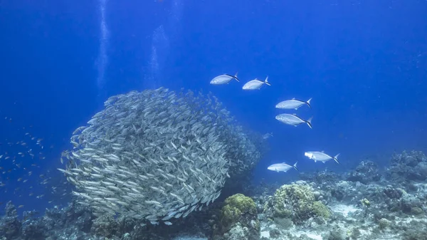 カリブ海のサンゴ礁のターコイズブルーの水の魚の学校 キュラソー島 — ストック写真