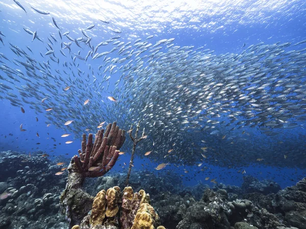 Bait Ball School Fish Turquoise Water Coral Reef Caribbean Sea — Stock Photo, Image