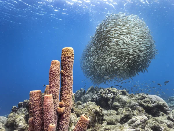 Bola Cebo Escuela Peces Aguas Turquesas Arrecife Coral Mar Caribe —  Fotos de Stock