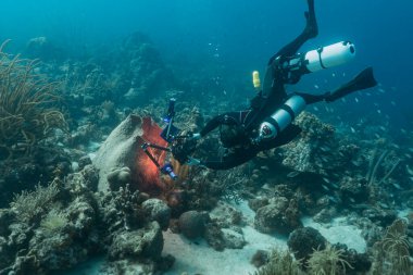 Karayip Denizi 'nin mercan kayalıklarında çekim yapan dalgıç ve sualtı görüntü yönetmeni Curacao ile deniz burnu