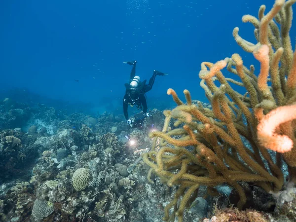 Profesjonalny Nurek Podwodny Operator Filmowy Rafie Koralowej Morza Karaibskiego Wokół — Zdjęcie stockowe