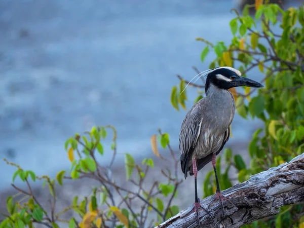 Gece Balıkçıl Ile Kuş Vahşi Hayatı Karayipler Curacao — Stok fotoğraf