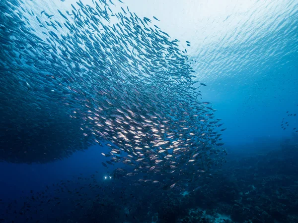 Bait Ball School Fish Turquoise Water Coral Reef Caribbean Sea — Stock Photo, Image