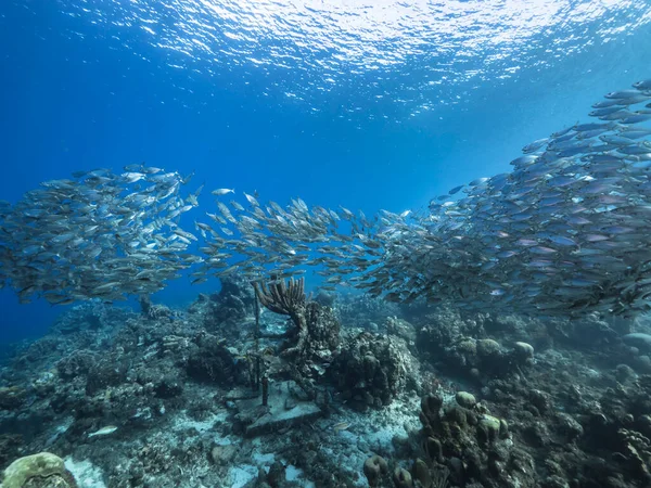 Морской Пейзаж Мячом Наживки Школа Рыб Бирюзовой Воде Кораллового Рифа — стоковое фото