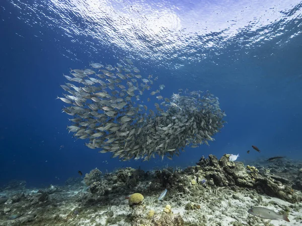 Sea Cape Bait Ball School Fish Türkiz Víz Korallzátony Karib — Stock Fotó