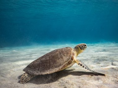 Karayip Denizi 'ndeki mercan resiflerinin turkuaz suyunda Yeşil Deniz Kaplumbağası olan deniz burnu, Curacao