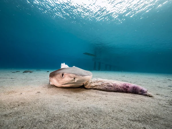 Zeegezicht Met Het Hoofd Van Een Haai Het Turquoise Water — Stockfoto