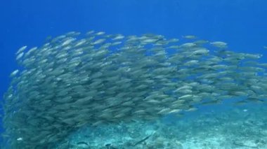 Karayip Denizi 'nde Okul Balığı