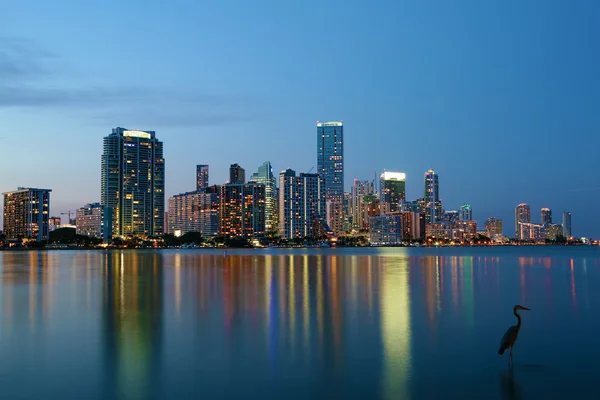 Gran Garza Azul y el horizonte de Miami — Foto de Stock