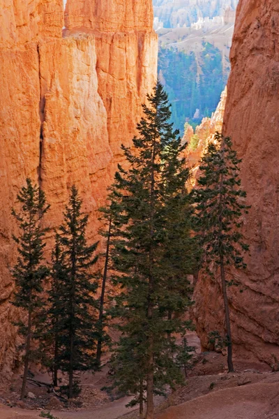 Árboles contrastan roca roja en Bryce Canyon —  Fotos de Stock