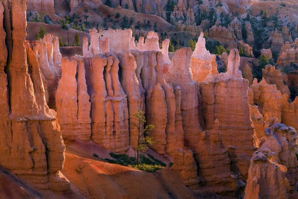 Hoodoos Брайс-Каньйон — стокове фото