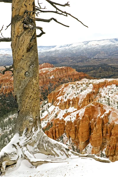 Un día frío y nevado en Bryce Canyon —  Fotos de Stock
