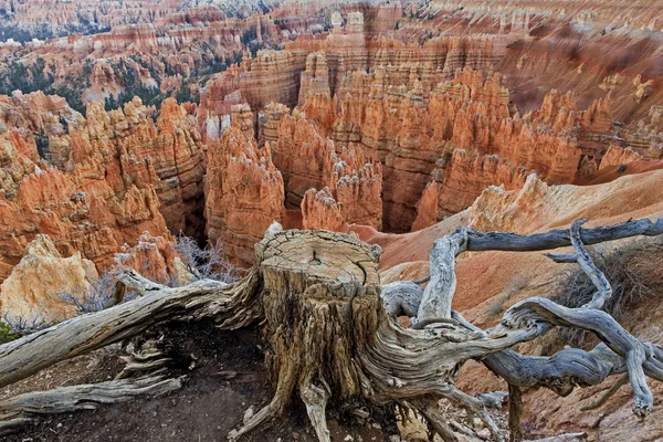 Bryce Canyon Nationalpark mit Baumstumpf im Vordergrund — Stockfoto