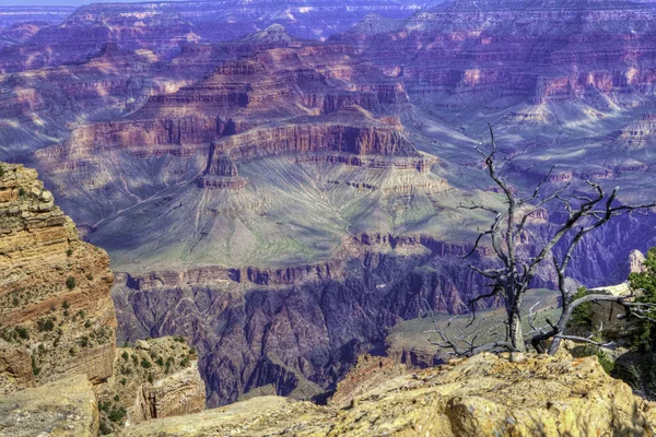 De verbazingwekkende kleur van de Grand Canyon in de vroege ochtend — Stockfoto