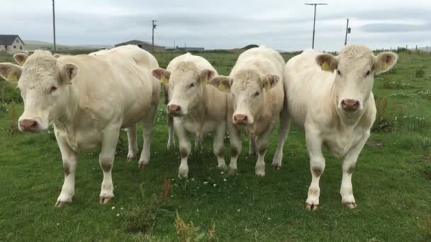 4k Ultrahd meraklı Orkney, İskoçya'da inekler. — Stok video