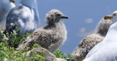 Genç halka gagalı martı, Larus delawarensis, 4K kolonisinde.