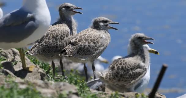 Zilvermeeuw Larus Delawarensis Broedkolonie — Stockvideo