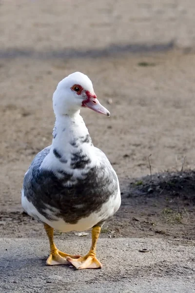 Vertical Muscovy Duck Cairina Moschata Domesticated Form — Stok Foto
