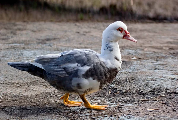 Muscovy Duck Caiina Moschata 家畜化された形態 — ストック写真